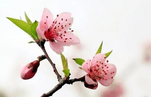 桃花劫是什么意思 桃花劫怎么破