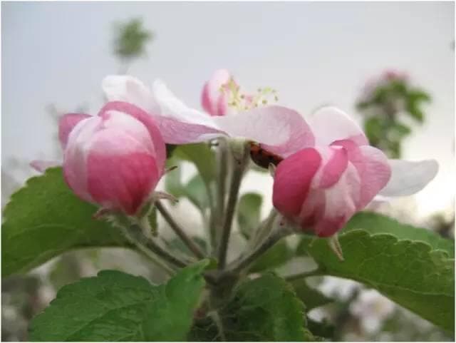 苹果树栽培技术：从花芽分化到开花的关键阶段