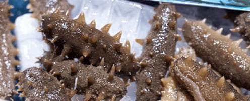 泡海参，最忌用清水泡，40年大厨分享经验，泡得特肥厚，一次成功
