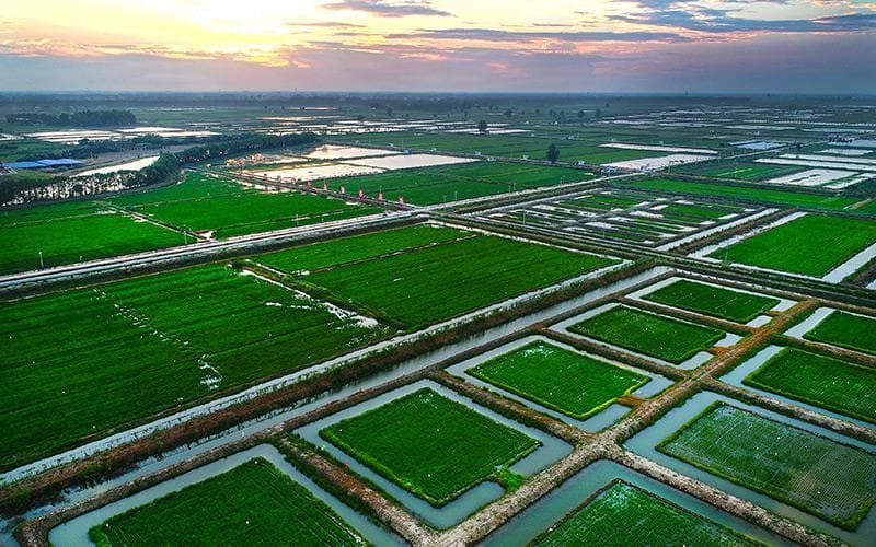 湖北潜江：聚焦优质稻米产业链建设 深度融入“江汉大米”