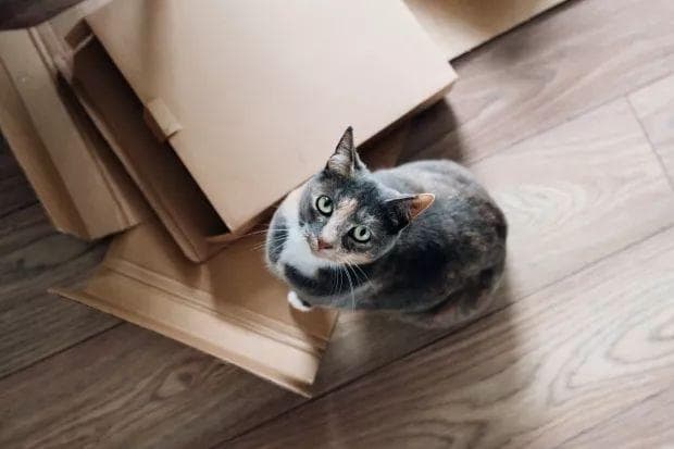 猫咪行为学专家教你，如何与猫咪沟通。