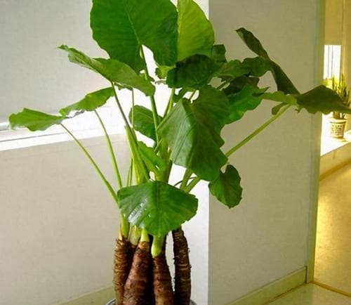 家居花卉养护指南（打造宜人生活环境，让花草成为你家的“明星”）