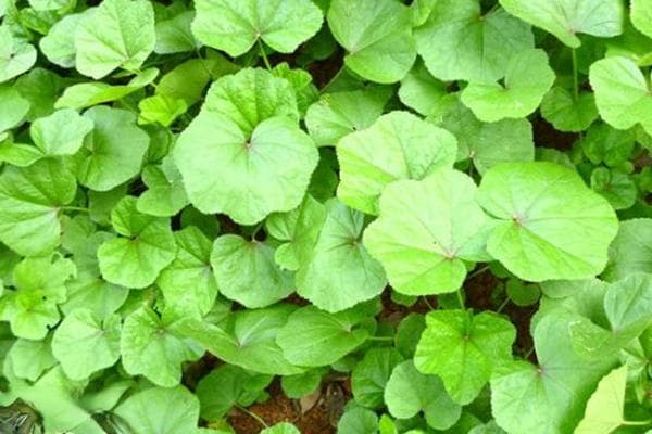冬寒菜最佳种植时间与技术全攻略