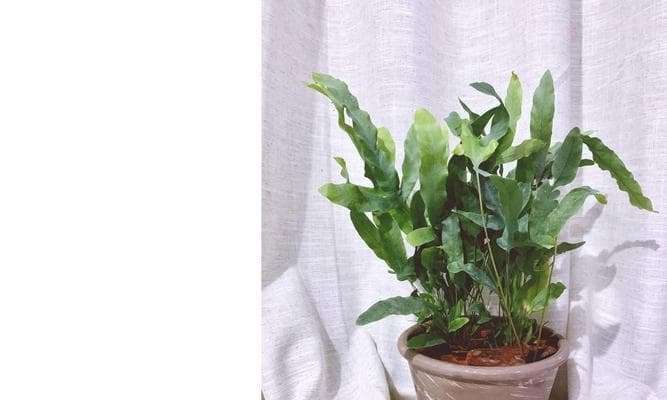 琴叶榕的种植与养护（多长时间才能服盆？如何正确育苗和管理？）