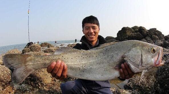 海鲈鱼的垂钓选时选点与用饵方法