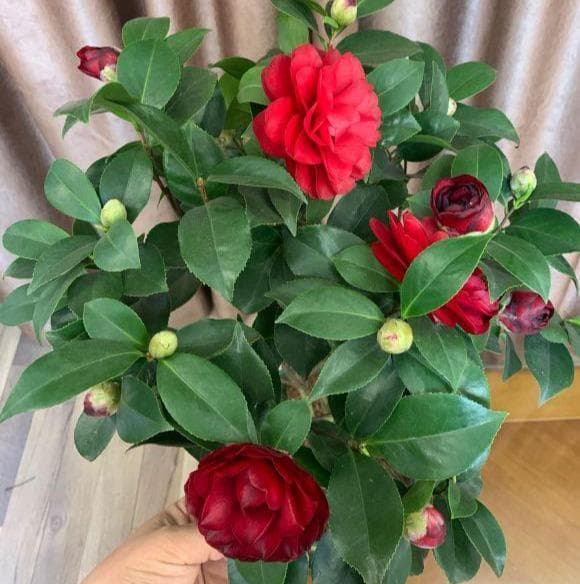 养茶花，3种“酸水”不要缺，随便浇一次，花开大如拳