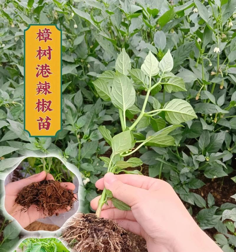 香樟的播种时间及注意事项（春季适宜种植，注意光照和土壤水分）