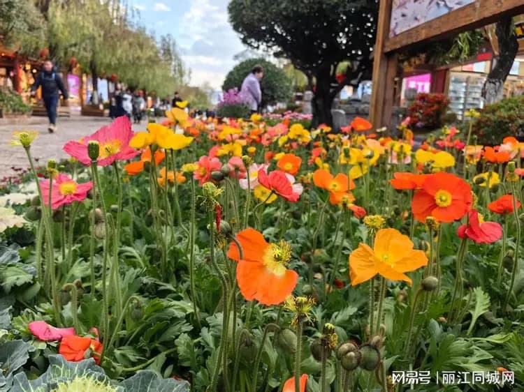 初春的丽江，被各种花染上了“颜色”