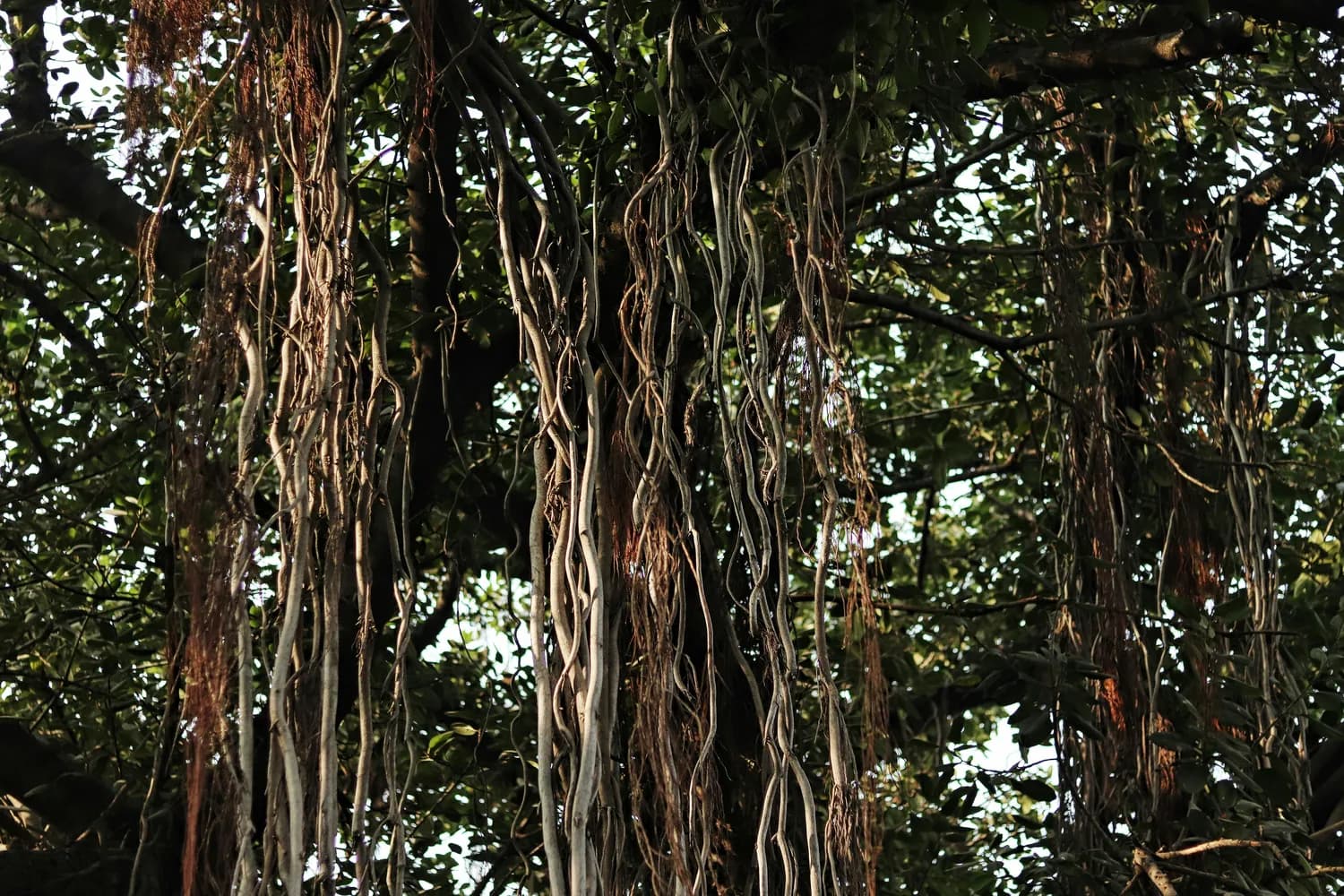 大理古榕树：511年的岁月见证