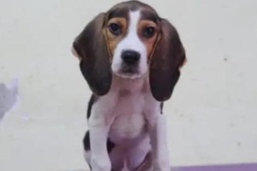 比格犬的训练方法（尽量在两个月大的时候就开始训练）