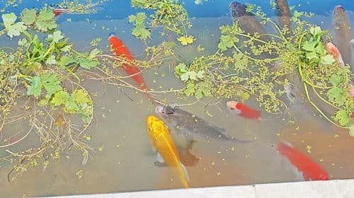 年年有鱼，养鱼小窍门必知！