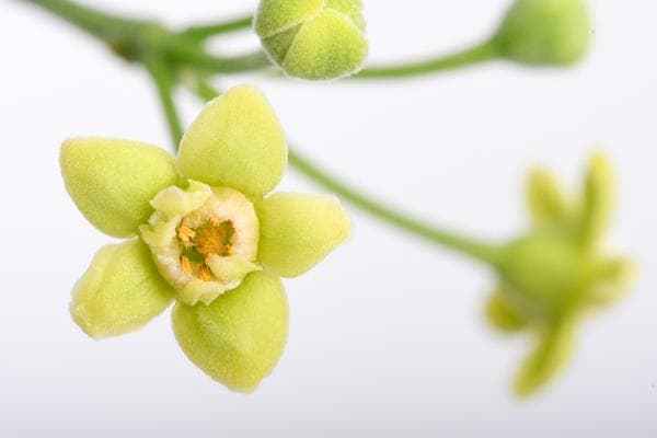 昆明植物园土沉香开花：一株极小种群野生植物的保护故事