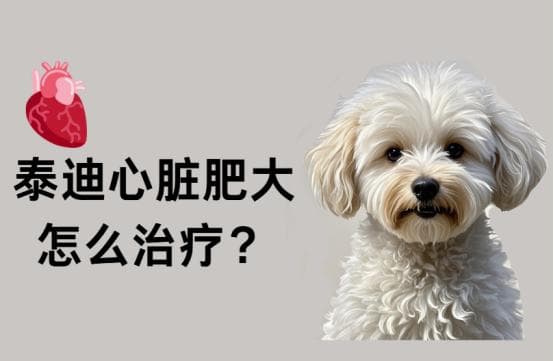 泰迪犬心脏肥大治疗方法全解析