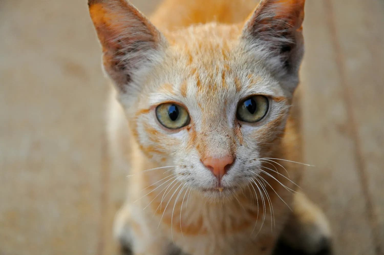 香港家猫常见病症全攻略：猫咪健康守护手册
