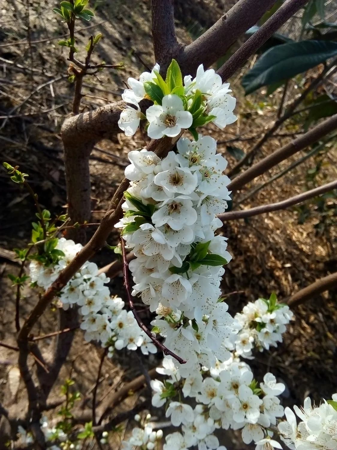 春天打卡铜板古村：李花源里的世外桃源