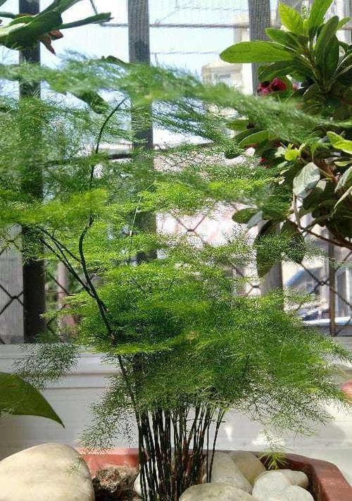 文竹养护指南：从浇水到施肥的全方位护理技巧