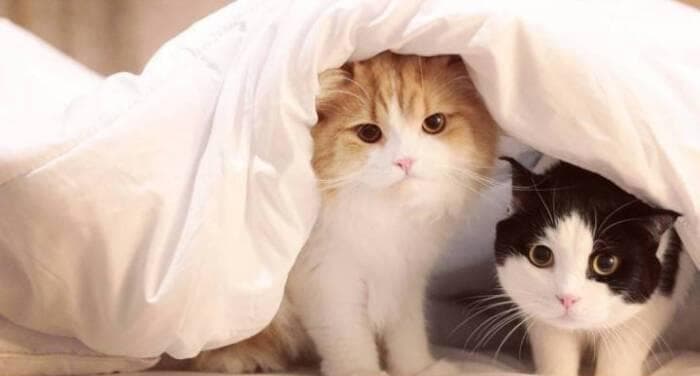 猫咪睡眠全攻略：如何培养健康的睡眠习惯