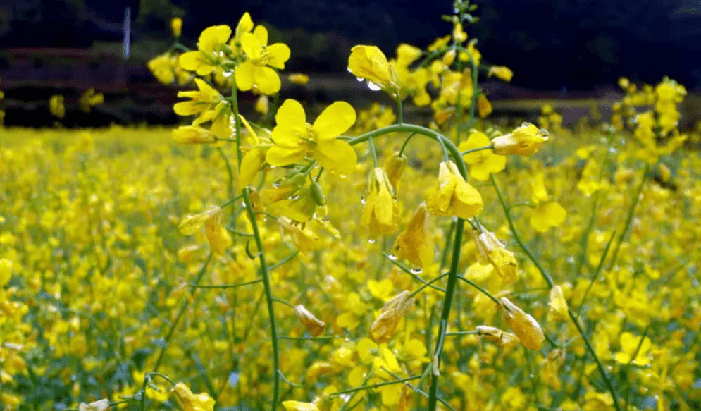 油菜花种植技术全攻略：从选种到收获的八大关键步骤