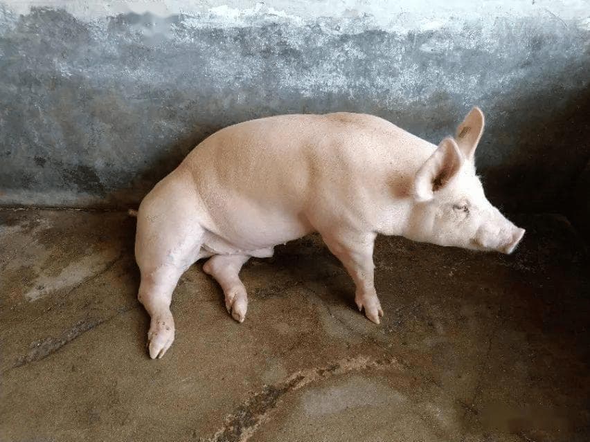 引起猪腿瘸的原因及治疗方法