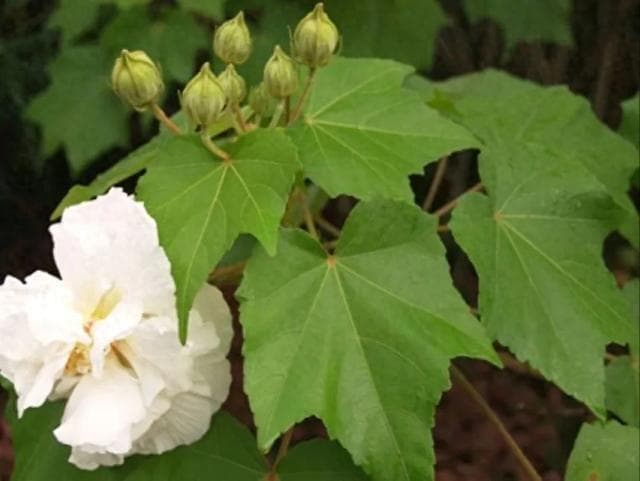 凉血解毒，消肿止痛——木芙蓉叶
