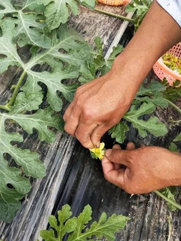 早春季节，西瓜授粉要注意这几点