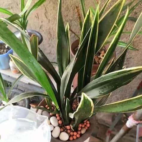 墨兰花怎么浇水和施肥