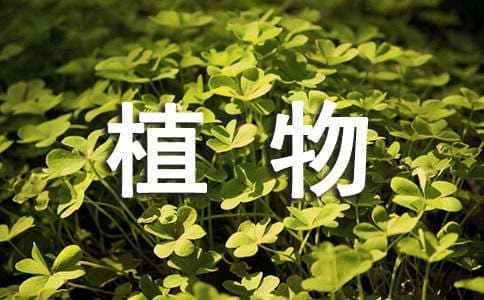 栽培蕨类植物的注意事项