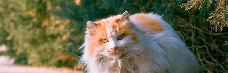 揭秘猫咪为什么那么软的原因（探究宠物猫咪如此柔软的奥秘）