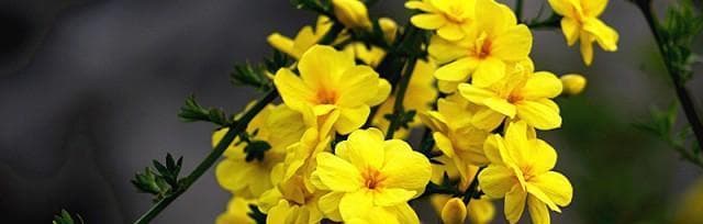 春之花语——代表春天的花（探寻花开花落间的美丽秘密）