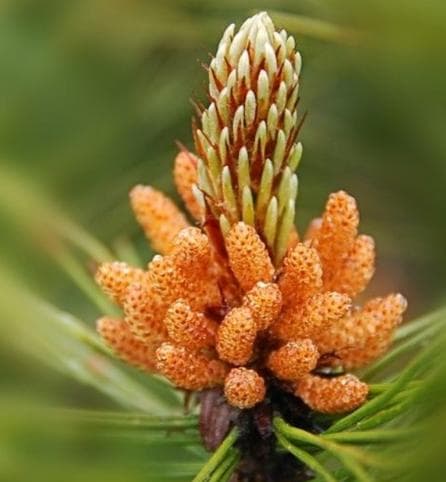 松花粉的功效与作用及食用方法