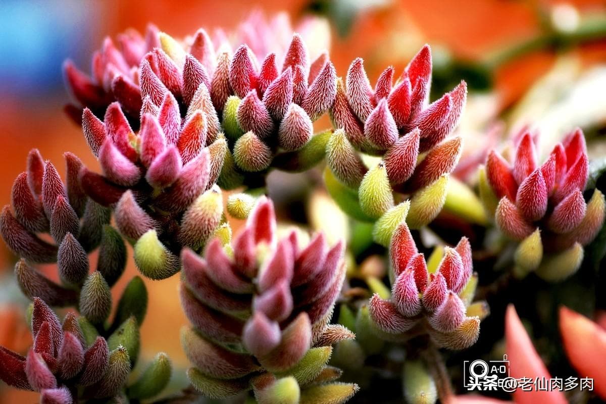春季是关键！让多肉植物快速“爆盆”的6个实用技巧
