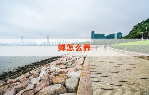 蝉怎么养之家庭养殖指南