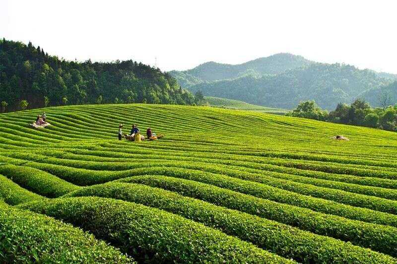 婺源：茶旅融合助力产业振兴