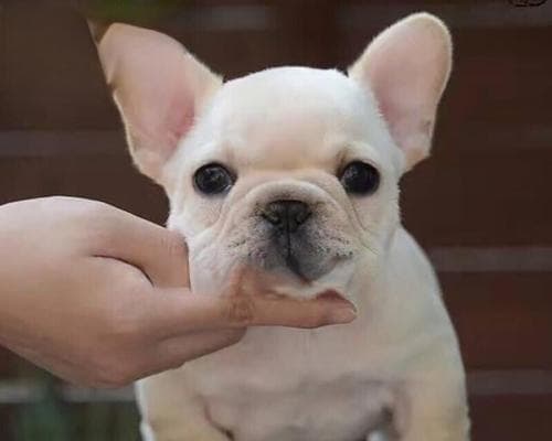 狗狗喜欢听什么歌？如何选择合适的音乐给宠物？