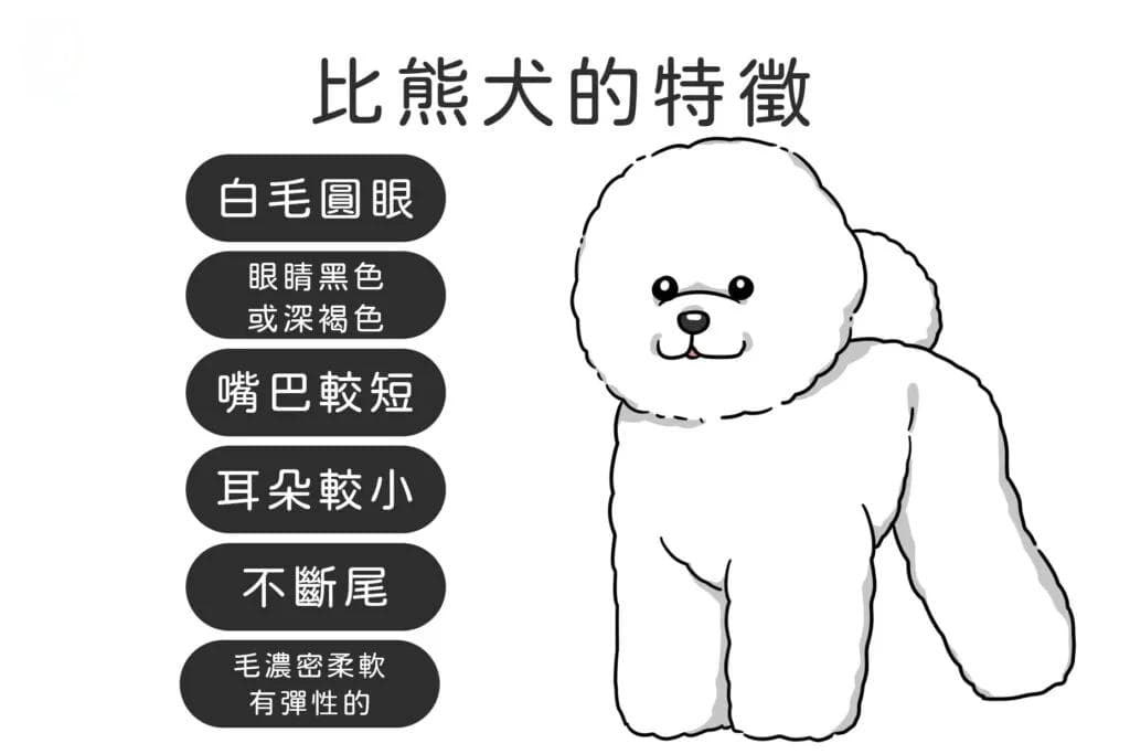 比熊犬大揭秘：从天后到平民，人人都爱的棉花糖狗狗