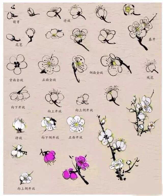 【国画教程】《梅花》超详细5种画法步骤教学