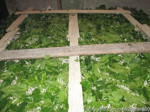 蚕的一生：从卵到成虫的完整生长周期