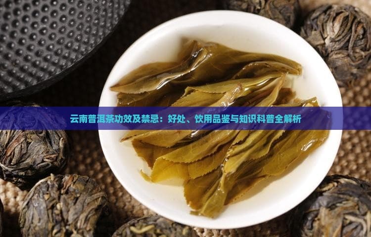 云南普洱茶功效及禁忌：好处、饮用品鉴与知识科普全解析