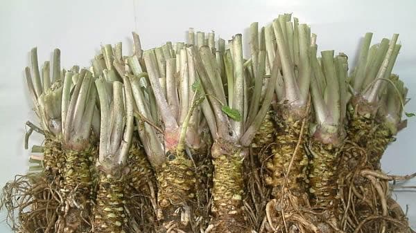山葵种植的适宜条件（探究山葵生长的环境要求）