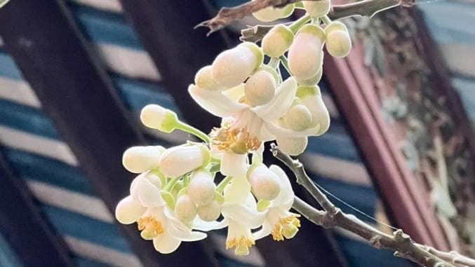 化橘红花开，见证化州千年南药文化的魅力