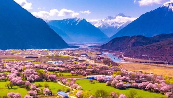 全球赏花景点攻略 | 细数全球赏花景点 饱览各国迷人花海绝景
