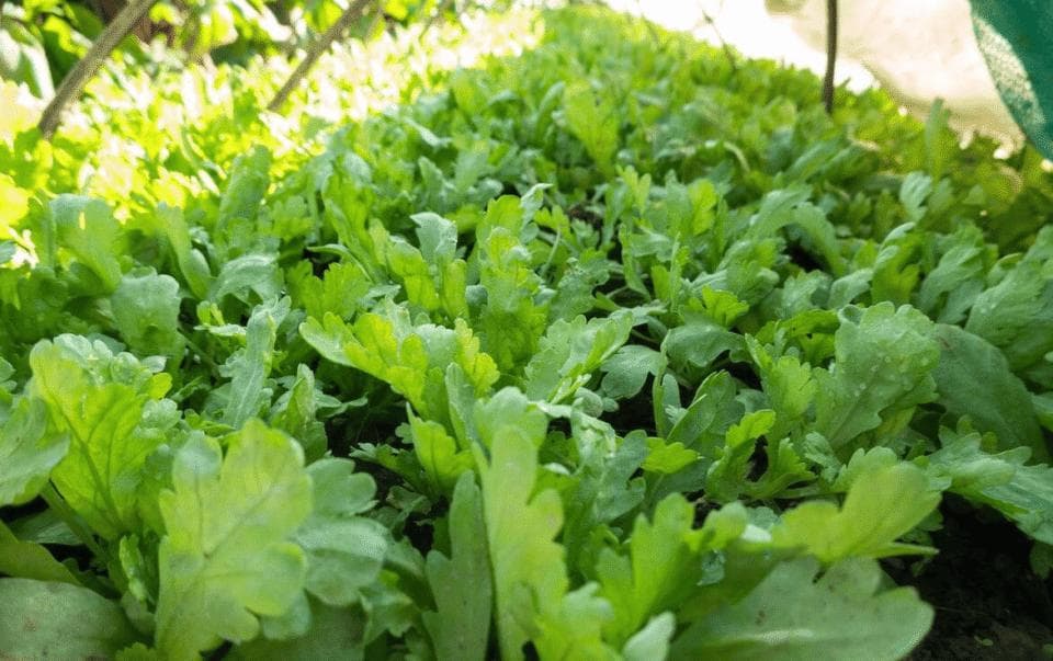 大叶茼蒿和小叶茼蒿的区别：从外观到营养价值的全面解析