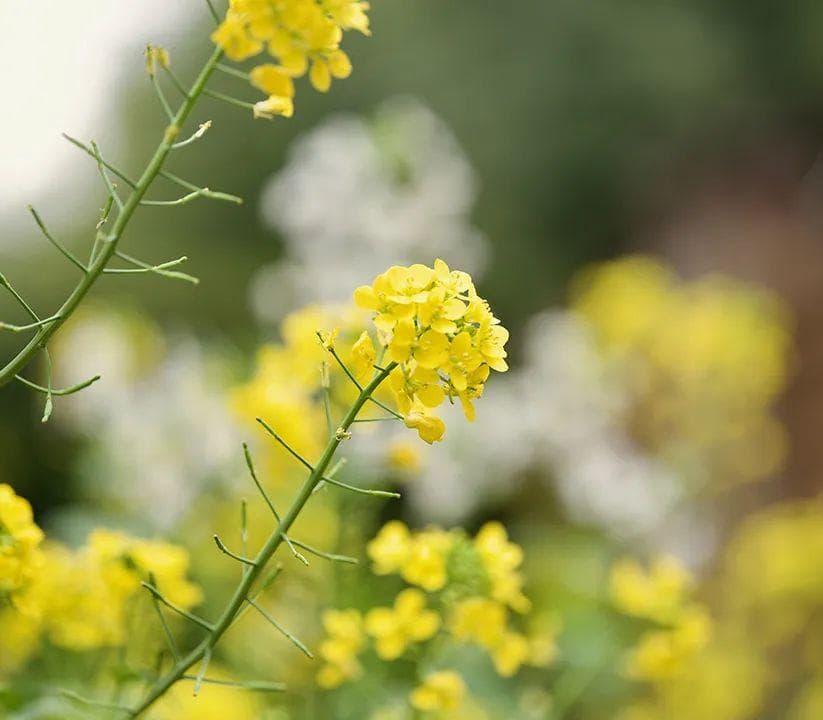 诗词中的"柳"：从汉代到清代的春日意象
