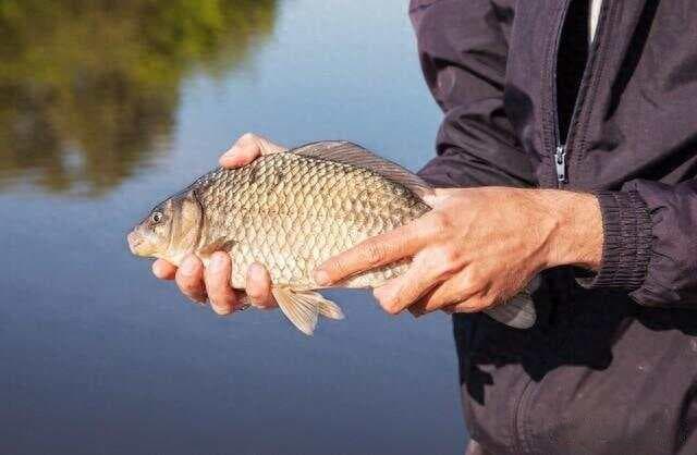 河边钓友绝招：鲫鱼最馋的5种饵料配方，成本不到10元狂拉到手软
