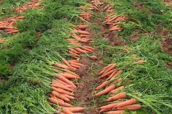 春天适合种植的8种作物，从播种到管理一文详解