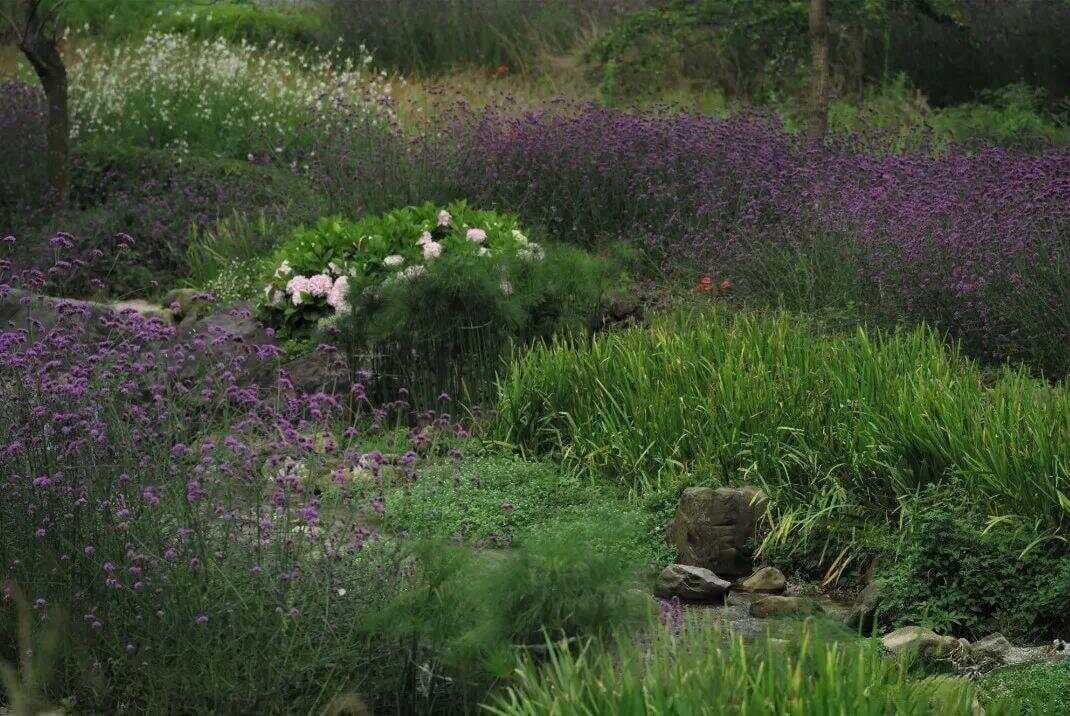 花园竞赛大揭秘：植物配景的色彩秘密
