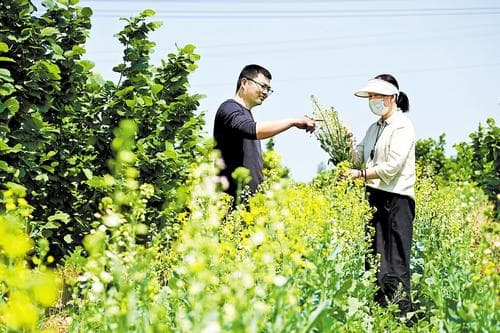 榛子园里开出“七彩油菜花”