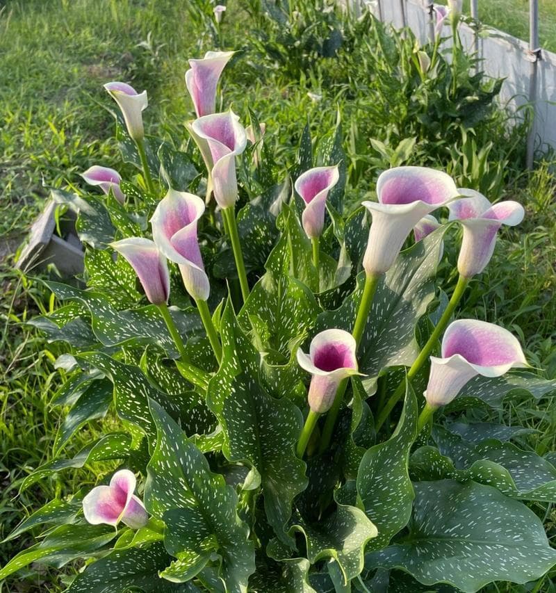 马蹄莲种植全攻略（从选种到养护，一步步教你培育美丽花园）