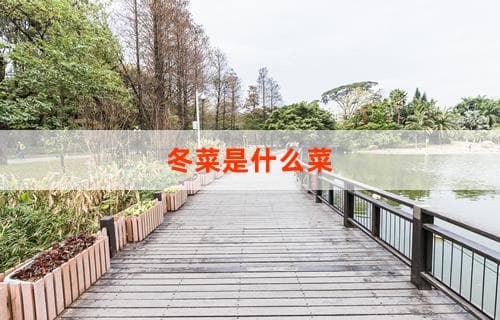冬菜是什么菜？详解冬菜的特点与种类