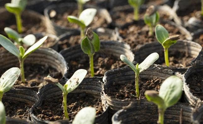 蔬菜育苗六大禁忌：从土壤到温度的全方位指南